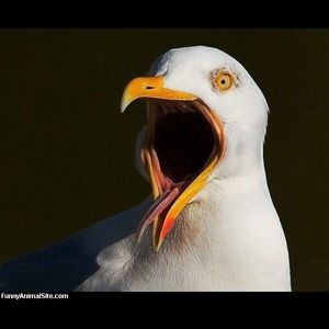 Meet your Posher, Ella